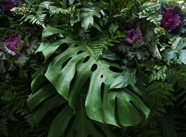 Тропические листья Monstera philodendron и декоративные растения флоры расположение природы фон на темном фоне
.