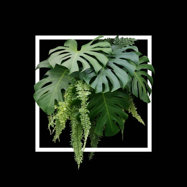 Tropisches Laub Pflanzenstrauch Von Monstera Und Hängende Farngrüne Blätter Blumenschmuck — Stockfoto