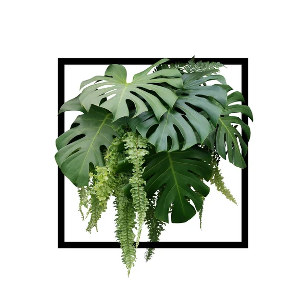 Feuillage Tropical Buisson Plantes Monstera Fougère Suspendue Feuilles Vertes Arrangement — Photo