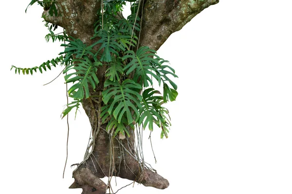 Drzewo Dżungli Tropikalnymi Roślinami Liści Wspinaczka Monstera Monstera Deliciosa Leśne — Zdjęcie stockowe