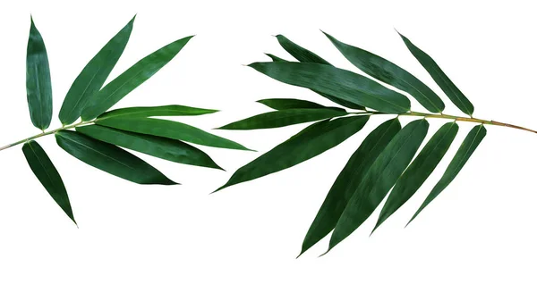 대나무 장식용 잎들이 배경에 고립되어 포장하는 포함하여 — 스톡 사진