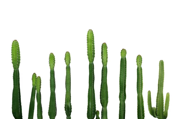 Tropikalna Soczysta Roślina Kaktus Kowbojski Euphorbia Ingens Izolowany Białym Tle — Zdjęcie stockowe