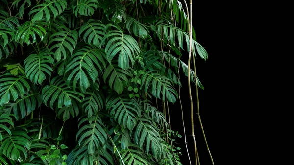 ジャングルの木の幹で野生の登山で成長しているネイティブモンステラ Epiprenum Pinnatum リアナ植物の緑の葉 クリッピングパスを持つ黒の背景に熱帯林植物常緑ブドウブッシュ — ストック写真