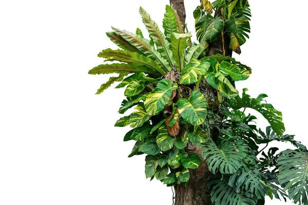 Baumstamm Des Regenwaldes Mit Tropischen Blattpflanzen Monstera Goldenen Schlaglöchern Efeu — Stockfoto