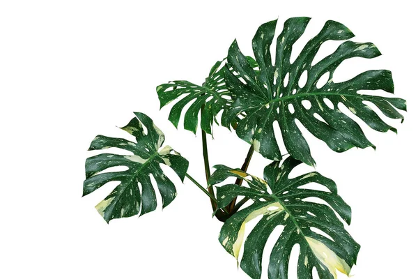 白い背景に隔離された熱帯の葉のエキゾチックな植物 クリッピングパスが含まれているモンステラまたはスプリットリーフフィロデンドロンの斑入り植物の葉 — ストック写真