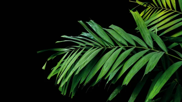 Palmblätter Tropische Blattpflanze Die Wild Auf Schwarzem Hintergrund Wächst Schneideweg — Stockfoto