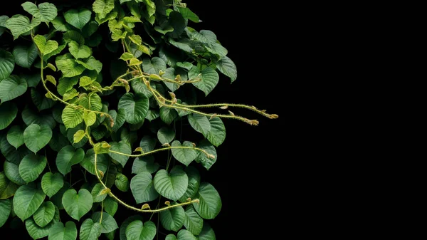 Heart shaped green leaf of jungle vines liana tropical rainforest plant bush growng in wild with hairy young leaves and tendrils on black background.