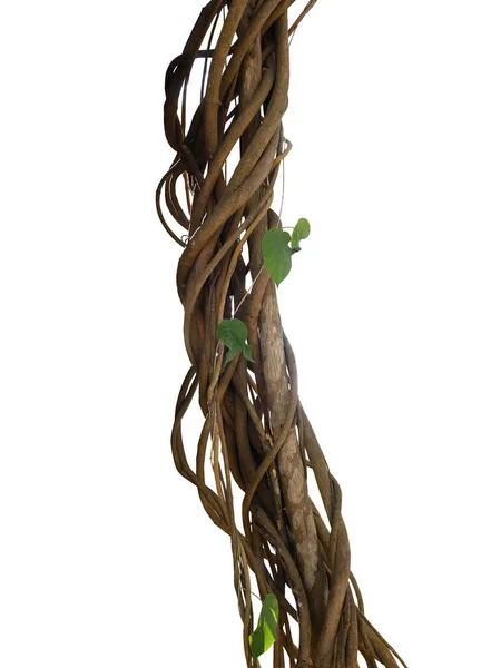 Twisted Wild Liana Jungle Vines Plant Growing Tree Branch Isolated — Stock Photo, Image