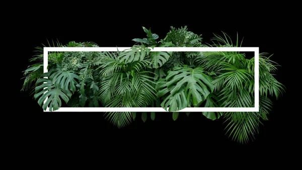 熱帯の葉ジャングル植物黒い背景に白い枠とブッシュの性質の背景 — ストック写真