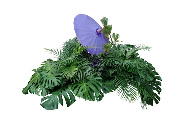 Foglie Tropicali Fogliame Pianta Cespuglio Con Decorativo Viola Ombrello Disposizione — Foto Stock