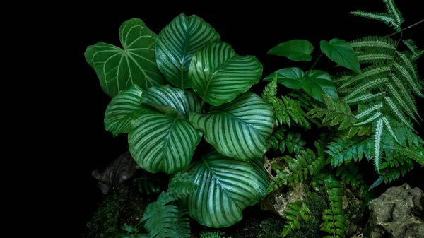 Calathea Orbifolia Páfrányok Filodendronok Trópusi Esőerdő Lombozat Növények Levelek Díszkert — Stock Fotó