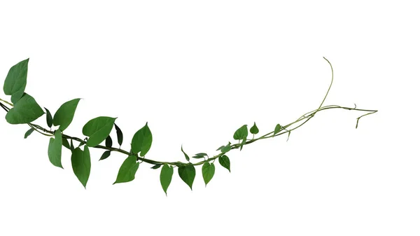 Hjärtformade Mörkgröna Löv Vriden Djungel Vinstockar Liana Klättring Växt Isolerad — Stockfoto