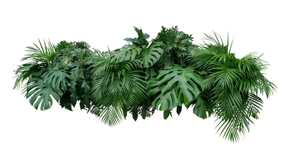 Тропические Листья Листвы Растения Кустарниковые Цветочные Композиции Природы Фон Изолирован — стоковое фото