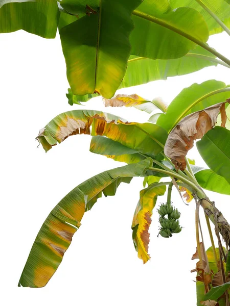 Тропическое Банановое Дерево Свежими Сушеными Естественными Листьями Зеленым Бананом Связка — стоковое фото