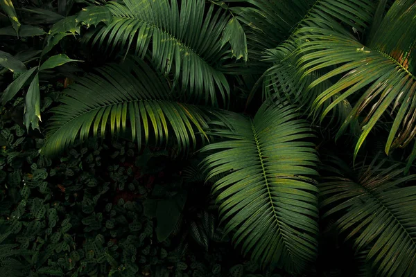 ヤシの木や熱帯雨林の葉植物のトップビューは 緑の自然暗い背景に成長 — ストック写真