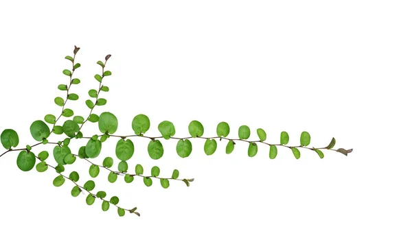 Pequenas Folhas Redondas Planta Rastejante Cobertura Solo Roundleaf Bindweed Evolvulus — Fotografia de Stock
