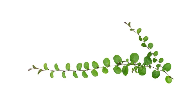 Pequenas Folhas Redondas Planta Rastejante Cobertura Solo Roundleaf Bindweed Evolvulus — Fotografia de Stock