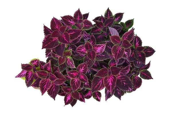 Djup Violett Blad Med Ljusa Gröna Kant Tropisk Trädgård Coleus — Stockfoto