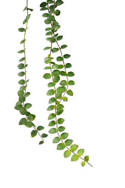 Zöld Zamatos Levelek Lógó Hegymászó Növény Dischidia Elszigetelt Fehér Háttér — Stock Fotó