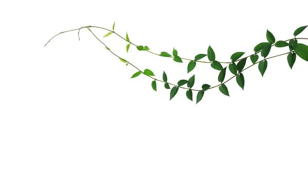 Серцеподібний Зелений Лист Дикої Скелелазіння Рослини Ліани Ізольовані Білому Тлі — стокове фото