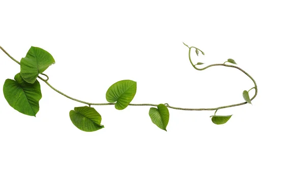 Hjärtformad Djungel Gröna Blad Vinranka Tropisk Liana Växt Isolerad Vit — Stockfoto