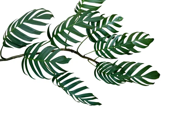 Folhas Verdes Escuras Monstera Philodendron Planta Crescendo Estado Selvagem Planta — Fotografia de Stock