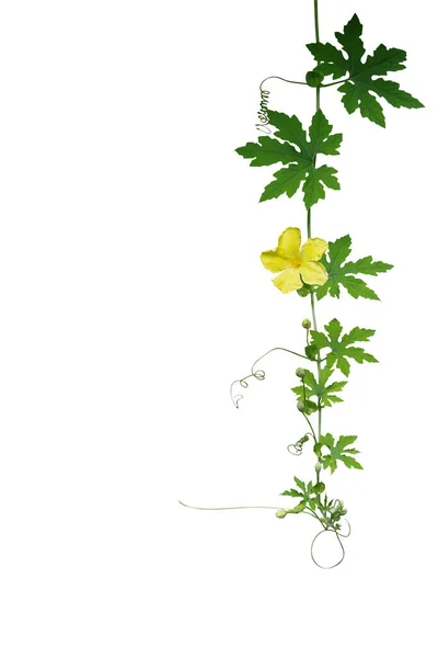Zelené Listy Šplhající Révy Úponky Žlutý Květ Hořké Tykev Nebo — Stock fotografie