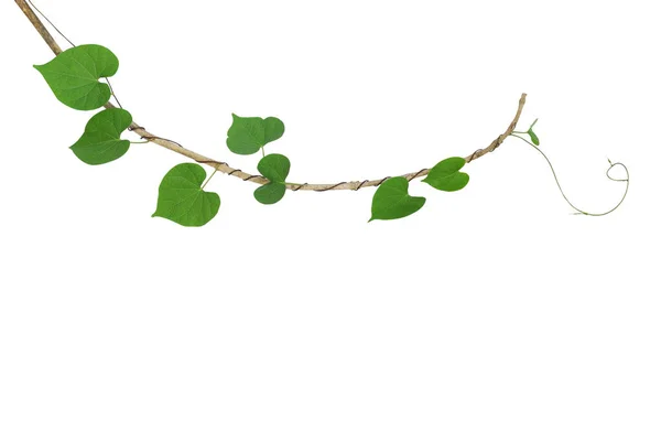 Серцеподібний Зелений Лист Скелелазіння Виноградної Рослини Підкидання Корів Крутиться Навколо — стокове фото