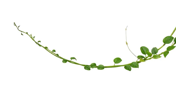Folhas Verdes Suculentas Forma Coração Tremores Espinafre Malabar Espinafre Escalada — Fotografia de Stock