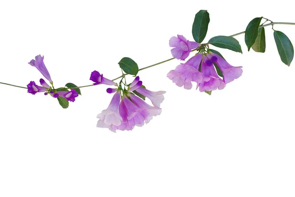 Fialové Květy Zelenými Listy Česneku Révy Vinné Mansoa Alliacea Tropické — Stock fotografie