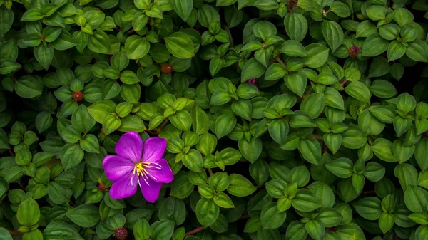 Violet Flower Spanish Shawl Trailing Glory Flower Heterocentron Elegans Heart — Stock Photo, Image