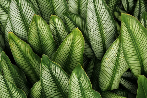 Зеленый Лист Белыми Полосками Calathea Majestica Тропические Листья Растения Природы — стоковое фото