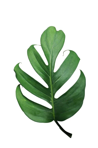 Tropiskt Grönt Blad Split Leaf Philodendron Monstera Växt Isolerad Vit — Stockfoto