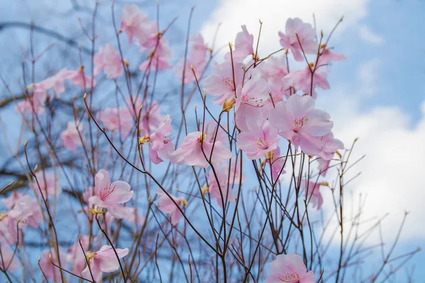 Fiore Primavera Sakura Bellissimo Fiore Ciliegio Sullo Sfondo Del Cielo — Foto Stock