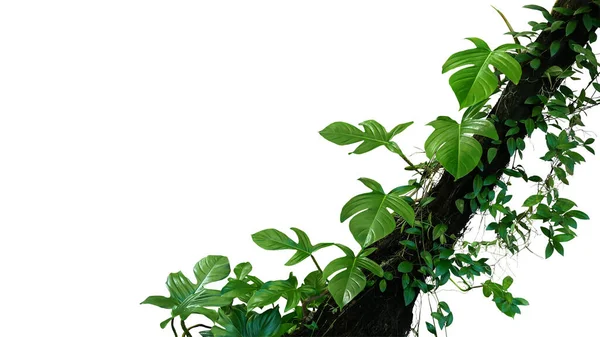 Fiddle Feuille Philodendron Plante Tropicale Jungle Liane Feuilles Vertes Vignes — Photo