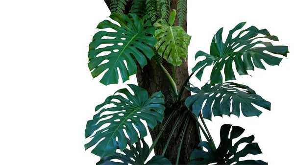 Canavarın Yeşil Yaprakları Monstera Deliciosa Ağaç Gövdesinde Yetişen Tropikal Yaprak — Stok fotoğraf