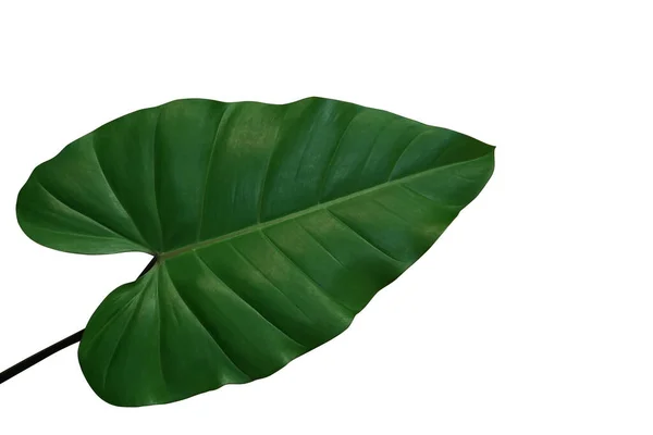 Hjärtformade Philodendron Gröna Blad Tropiska Bladverk Isolerad Vit Bakgrund Klippning — Stockfoto