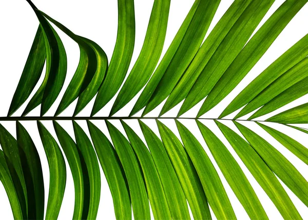 Hojas Palma Tropical Patrón Abstracto Naturaleza Verde Para Decoraciones Casas —  Fotos de Stock