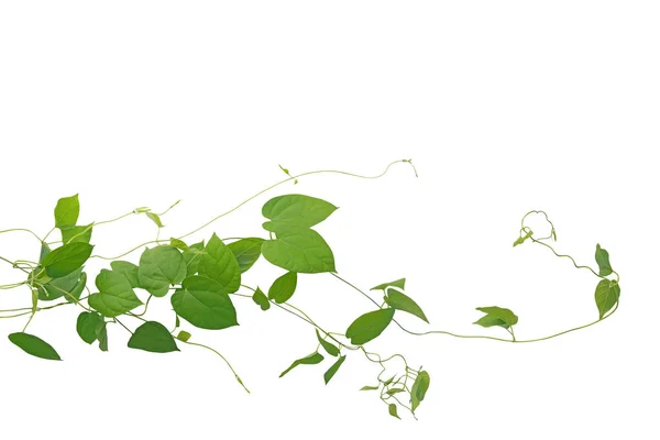 Heart Shaped Green Leaf Climbing Vines Liana Plant Isolated White — Stock Photo, Image