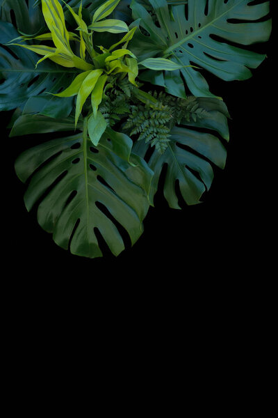 Тропические листья украшения на черном фоне, папоротник, монстра, и лимонный лимон дракаена
.
