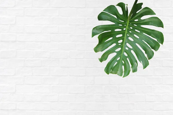 Hoja Verde Tropical Monstera Deliciosa Planta Exótica Palma Filodendrina Hoja —  Fotos de Stock