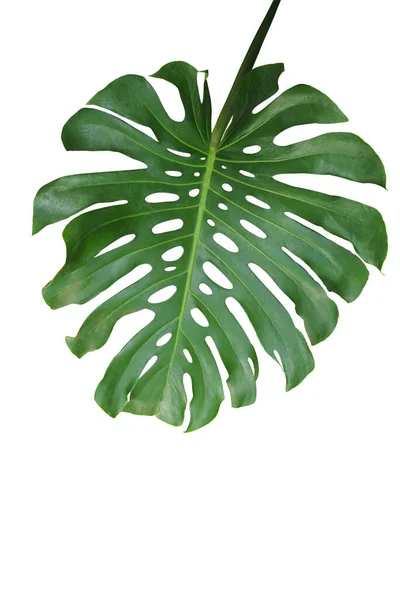 Folha Verde Tropical Monstera Deliciosa Planta Exótica Folha Dividida Philodendron — Fotografia de Stock