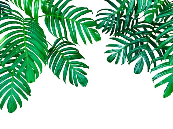 モンステラ フィロデンドロンの緑の葉熱帯林植物 白の背景に隔離された常緑樹 クリッピングパスが含まれています — ストック写真