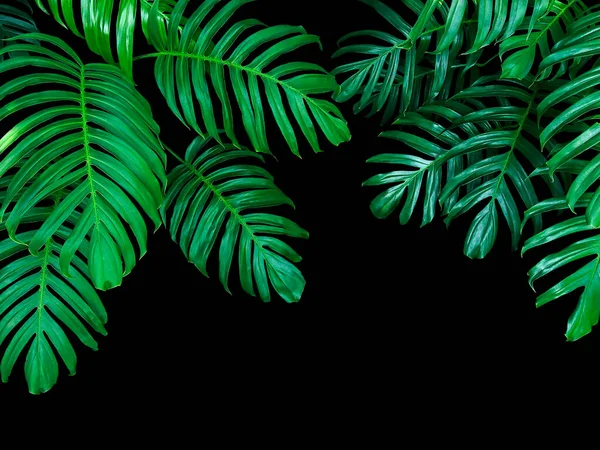 Feuilles Vertes Monstera Philodendron Plante Poussant Dans Nature Plante Forêt — Photo