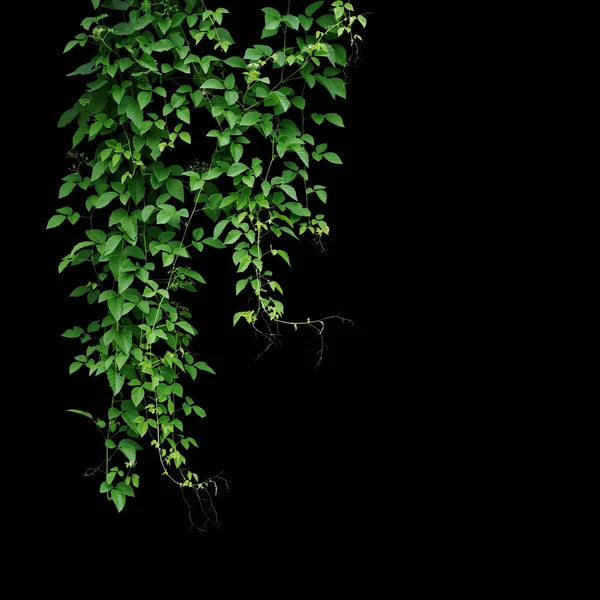 野生爬山藤本植物 Cayratia Trifolia Linn 多明在黑色背景上分离的藤本植物 — 图库照片