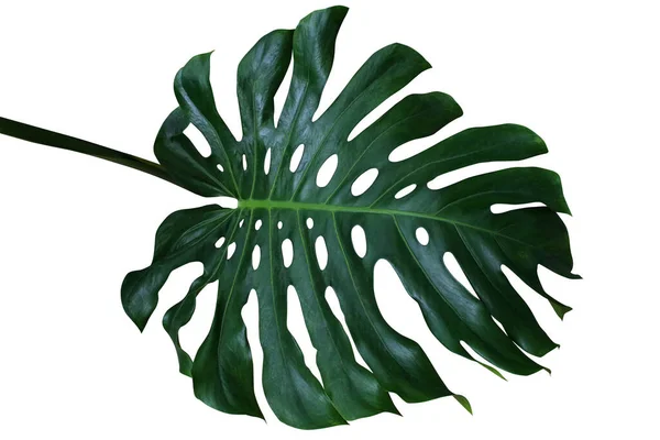 Dark Green Tropical Leaf Monstera Deliciosa Split Leaf Philodendron Exotic — Stock Photo, Image