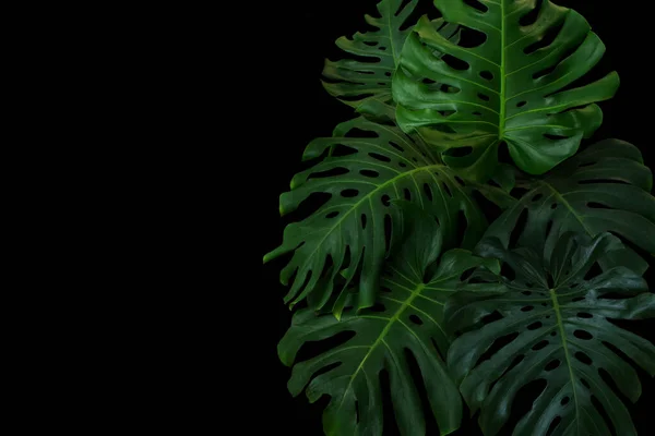 熱帯林植物 黒を背景に常緑樹で成長するモンステラのおいしい草や分割葉のフィロデンドロンの緑の葉 — ストック写真