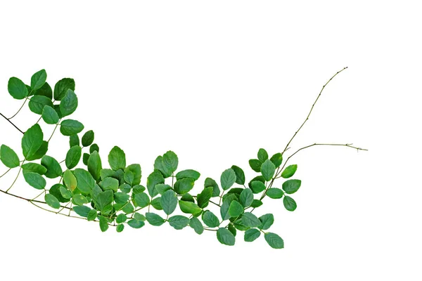 Tropiska Klättervinstockar Cayratia Trifolia Linn Domin Växer Vilda Isolerade Vit — Stockfoto