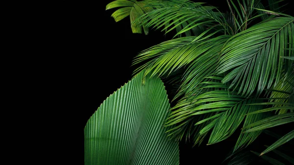 Feuilles Palmier Plante Tropicale Poussant État Sauvage Sur Fond Noir — Photo