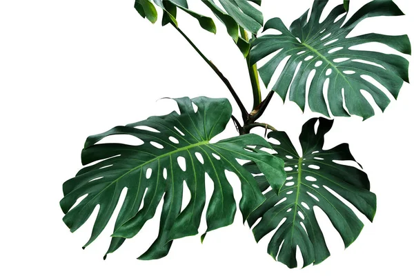 白地に自生する熱帯植物 モンステラ ユキオーサ の暗緑色の葉や分裂葉のフィロデンドロン クリッピングパスが含まれます — ストック写真